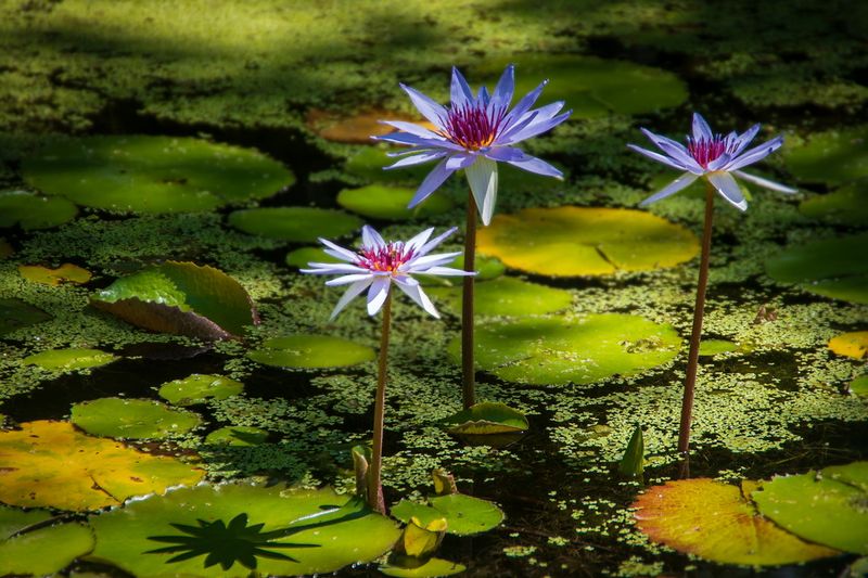 McKee Gardens-15.jpg