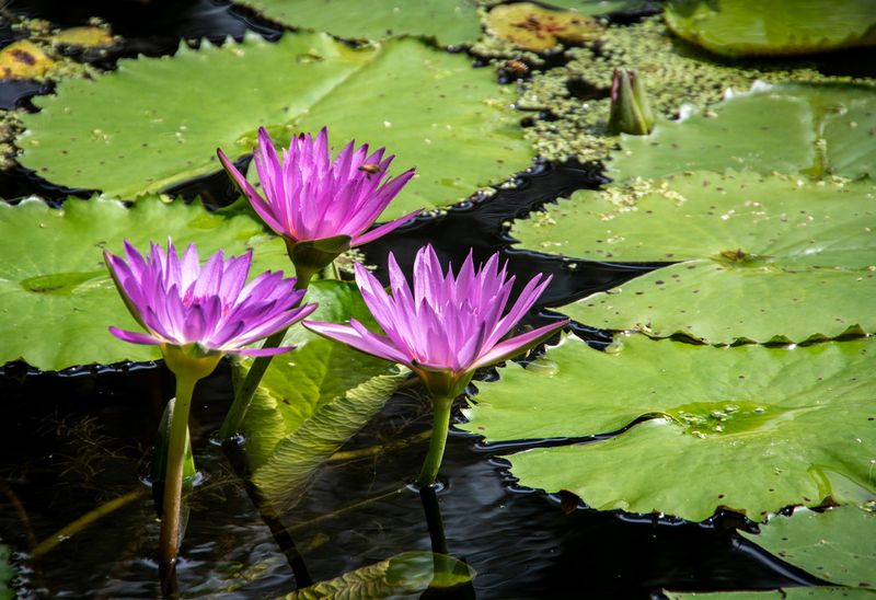 McKee Gardens-2.jpg