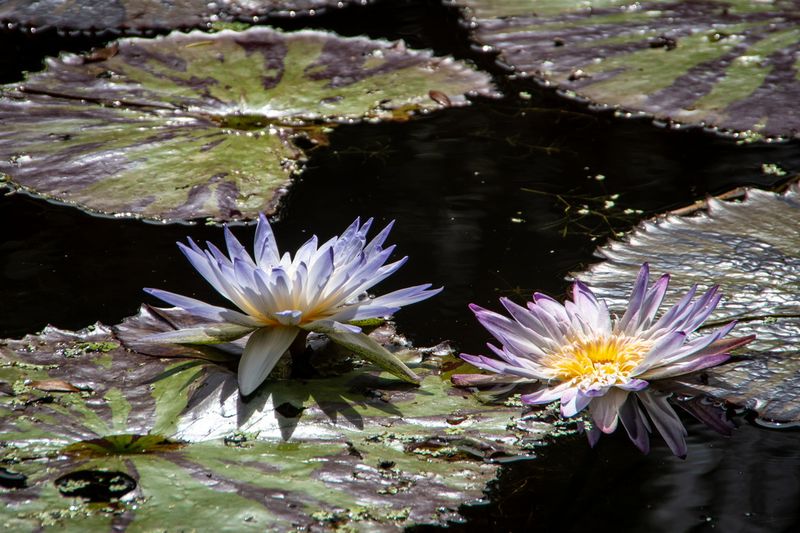 McKee Gardens-4.jpg