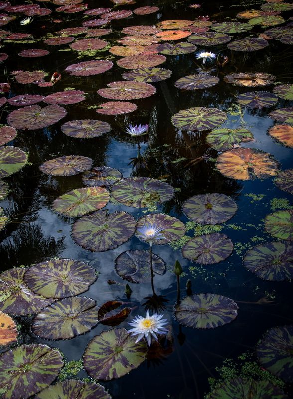 McKee Gardens-5.jpg