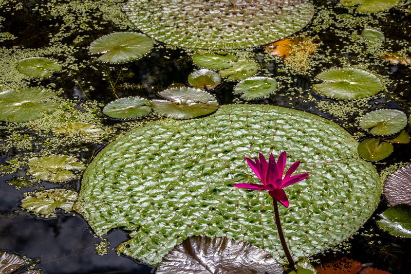 McKee Gardens-7.jpg
