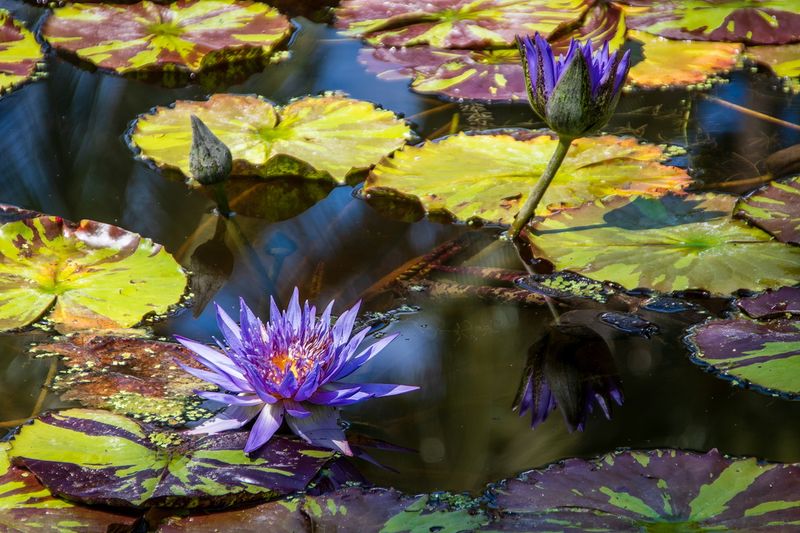 McKee Gardens 2025