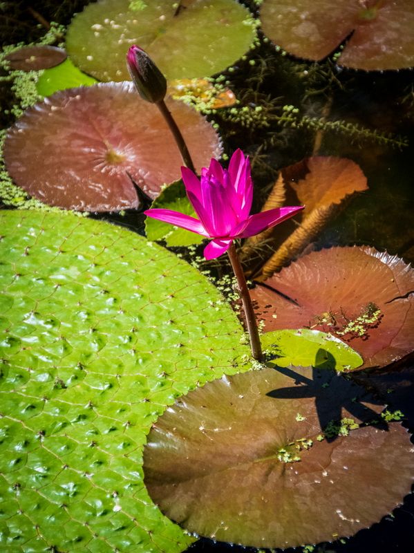 McKee Gardens-20.jpg
