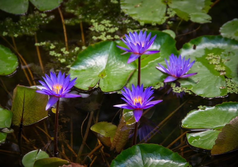 McKee Gardens-22.jpg