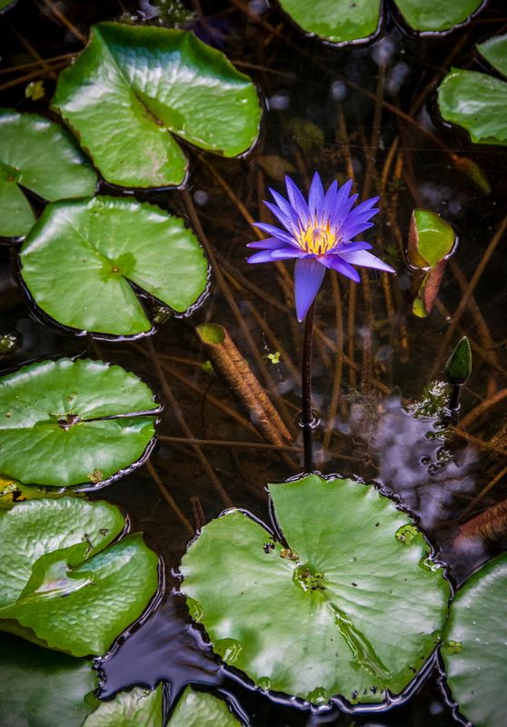 McKee Gardens-23.jpg