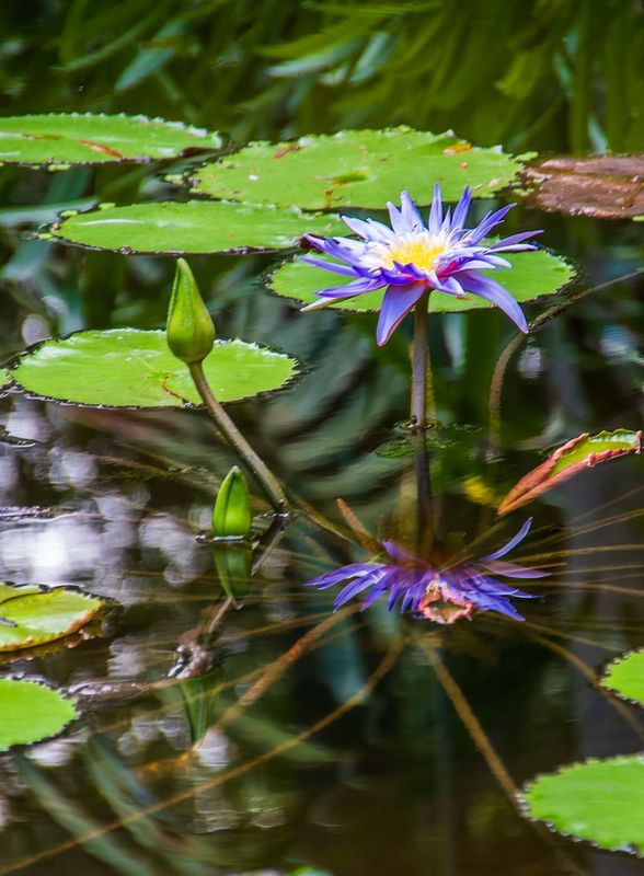 McKee Gardens-24.jpg