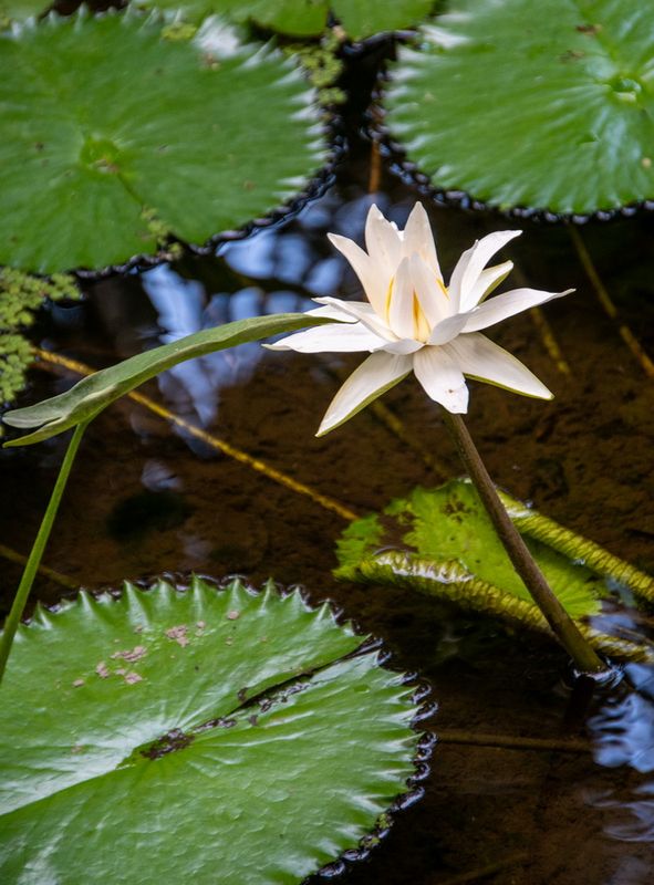 McKee Gardens-26.jpg
