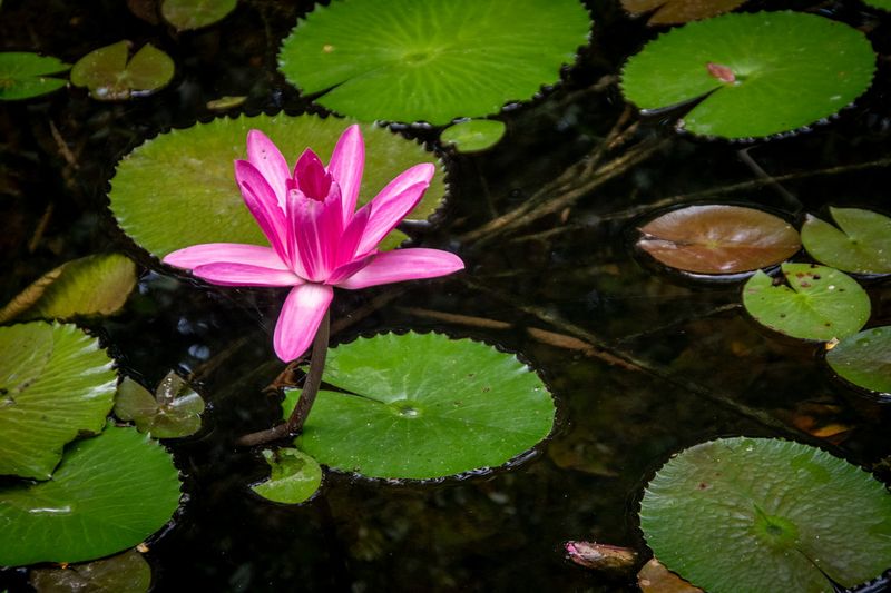 McKee Gardens-27.jpg