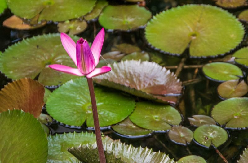 McKee Gardens-28.jpg