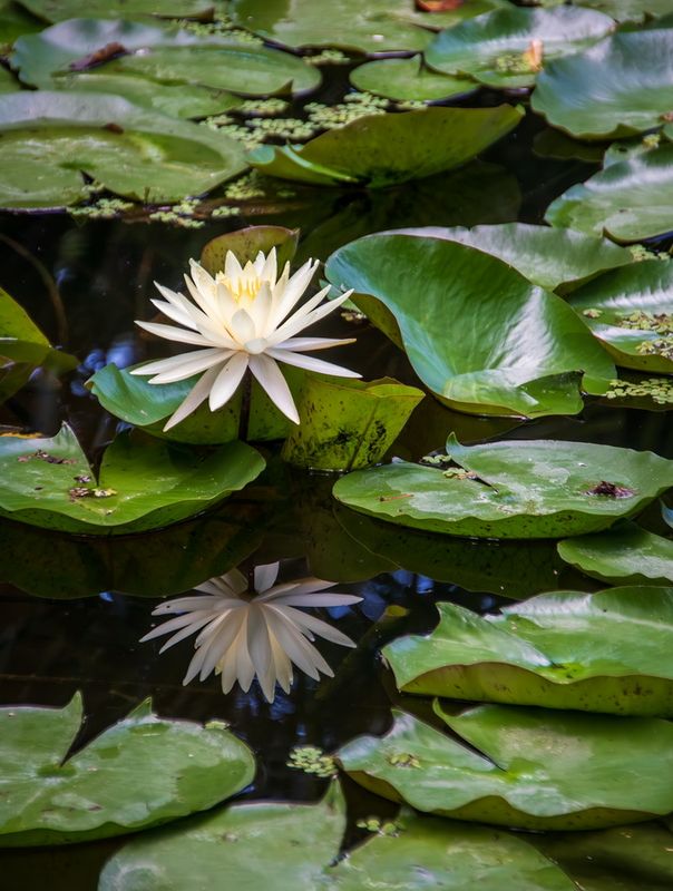 McKee Gardens 2025