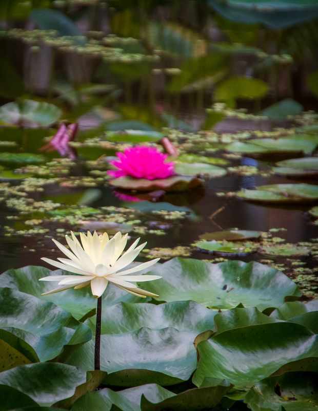 McKee Gardens-33.jpg