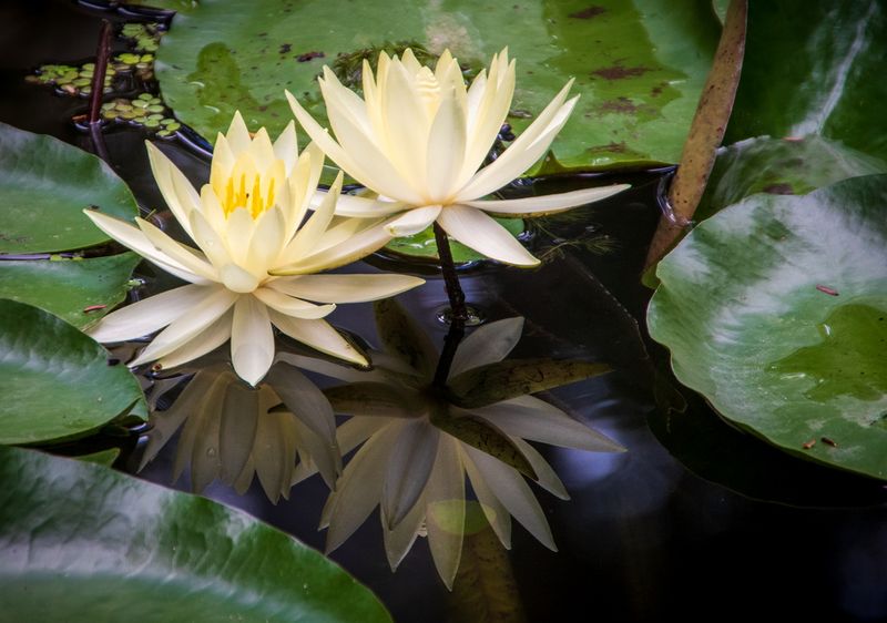 McKee Gardens-34.jpg