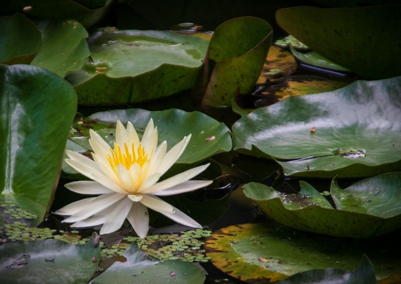 McKee Gardens-35.jpg
