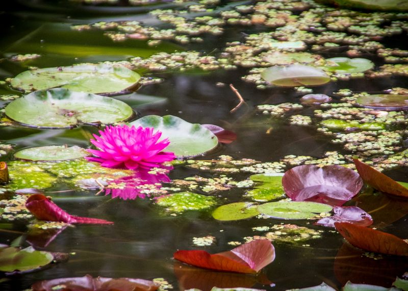 McKee Gardens-36.jpg