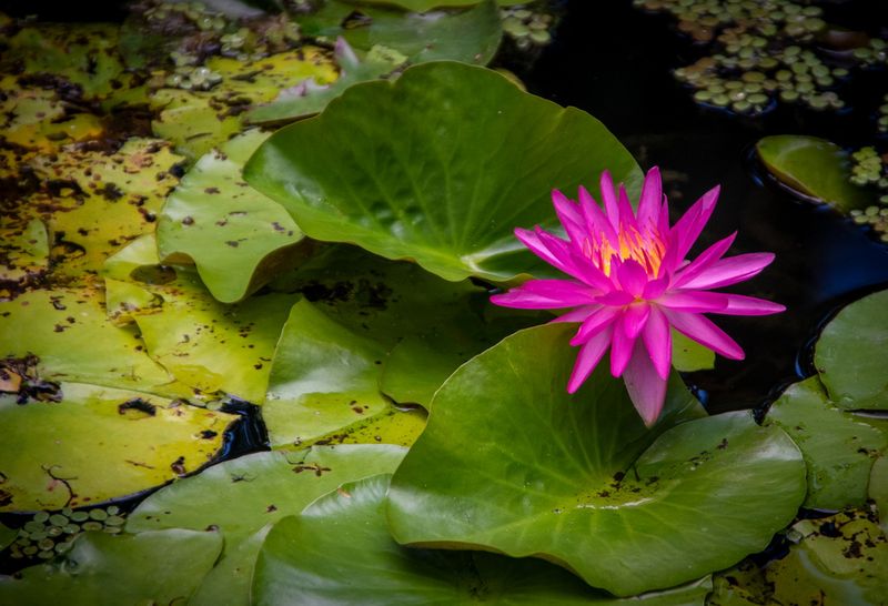McKee Gardens-37.jpg