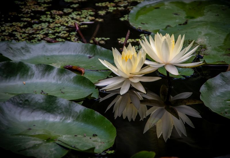 McKee Gardens-38.jpg