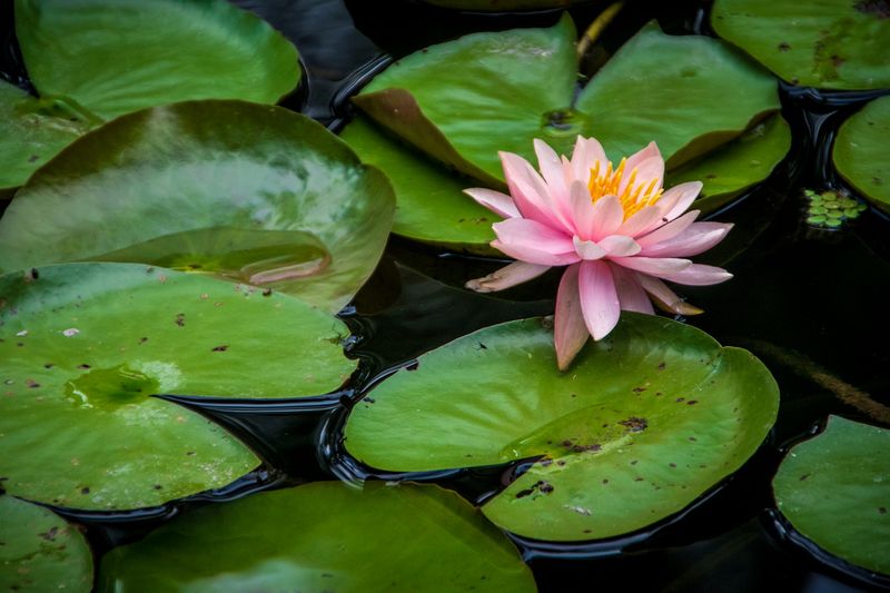 McKee Gardens-39.jpg