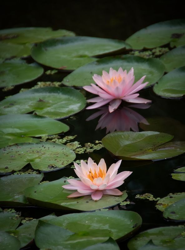 McKee Gardens 2025