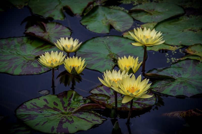 McKee Gardens-54.jpg