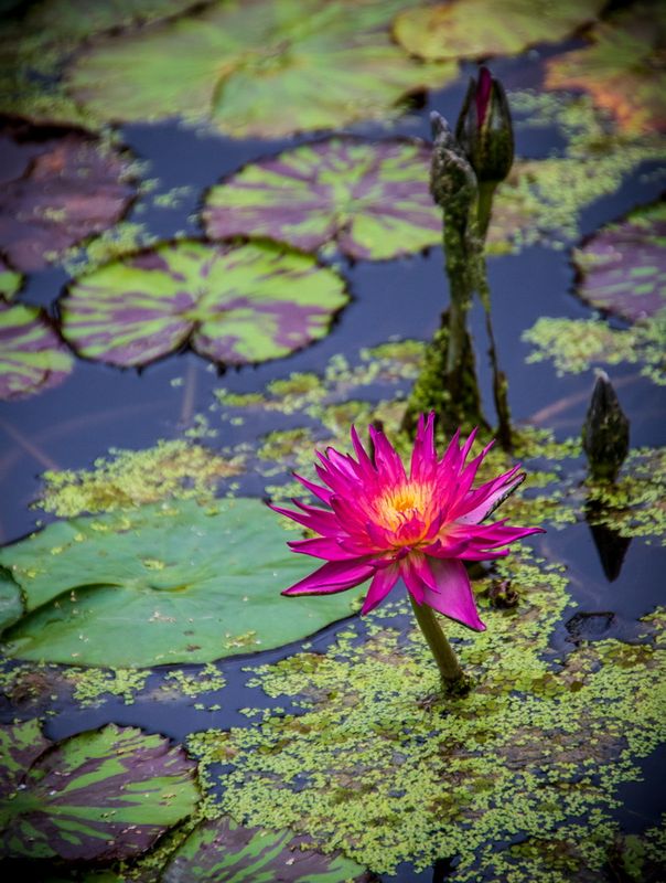 McKee Gardens-55.jpg