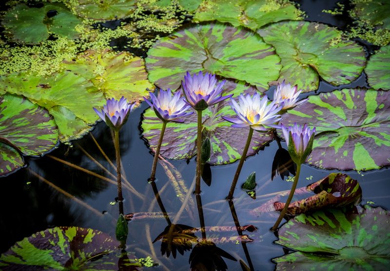 McKee Gardens-56.jpg