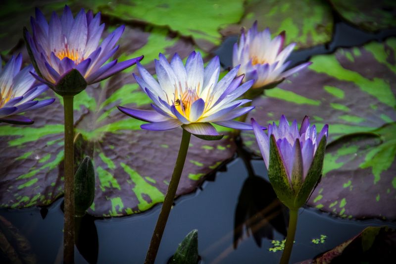 McKee Gardens 2025