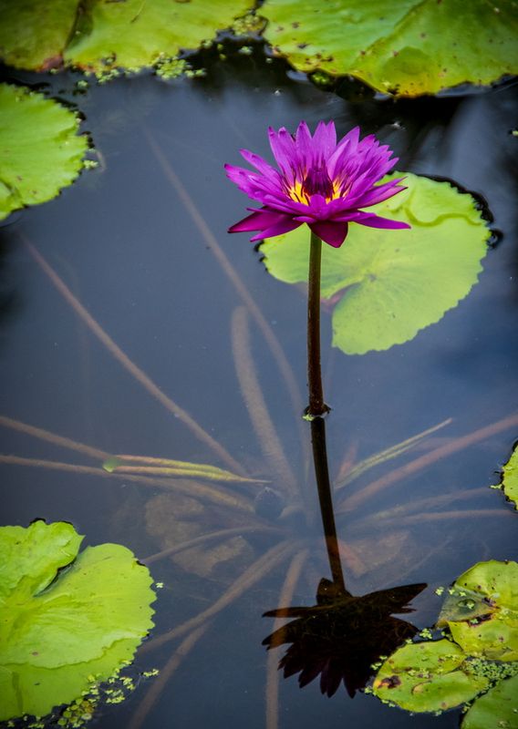 McKee Gardens-58.jpg
