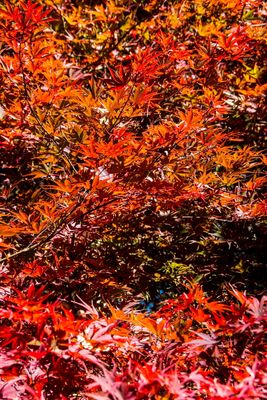 Gibbs Gardens-15.jpg