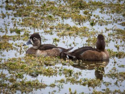 Ring Neck Duck_2.jpg