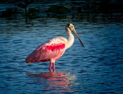 Spoonbill Orlando Wetlands.jpg