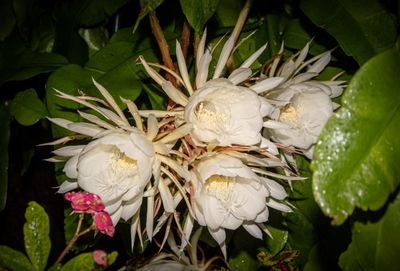 Night Blooming Cereus.jpg