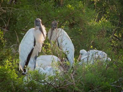 Storks Roosting.jpg