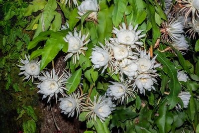 Night Bloomiing Cereus-7.jpg