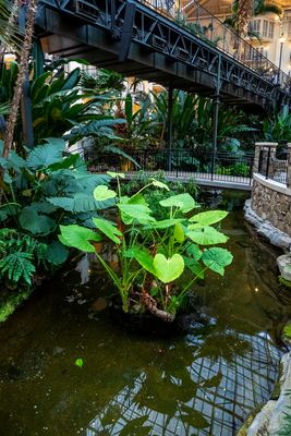 Gaylord Opryland_10.jpg