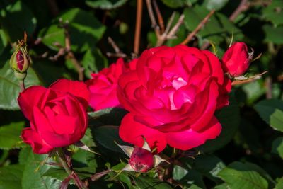Buffalo Trace Gardens_083_2.jpg