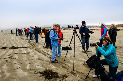 Horses On The Beach_2.jpg