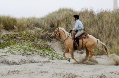 Horses On The Beach_6.jpg