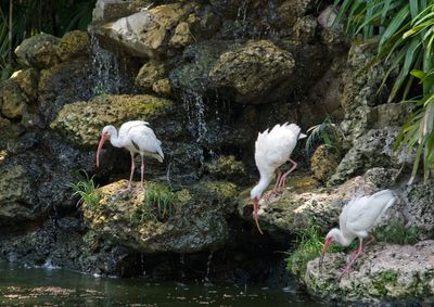 Flamingo Gardens_16.jpg