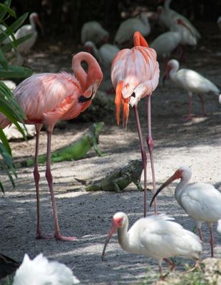 Flamingo Gardens_17.jpg