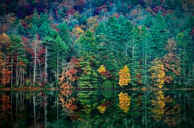 Carolina Fall Color.jpg