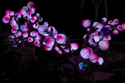 Lantern Festival 0012.jpg