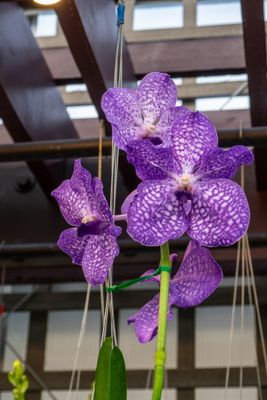 Orchids Festival 2024_02.jpg