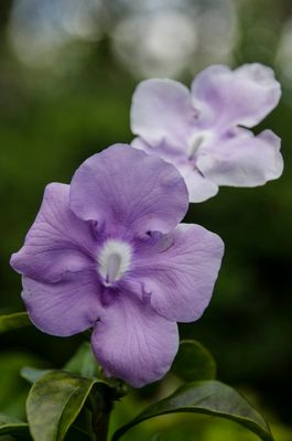 Bok Tower Gardens.jpg
