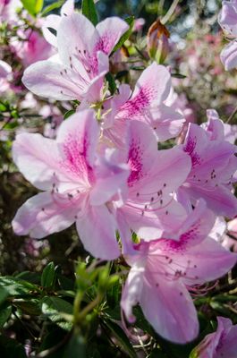 Bok Tower Gardens_01.jpg