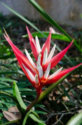 Bok Tower Gardens_07.jpg