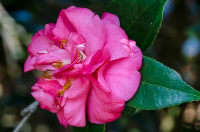 Bok Tower Gardens_10.jpg