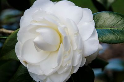 Bok Tower Gardens_11.jpg