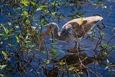 Wetlands 4-2024_07.jpg