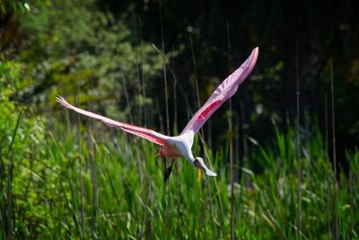 Wetlands 4-2024_09.jpg