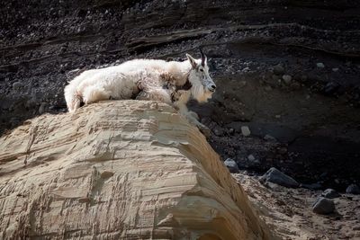 Banff NP Mountain Goat-.jpg